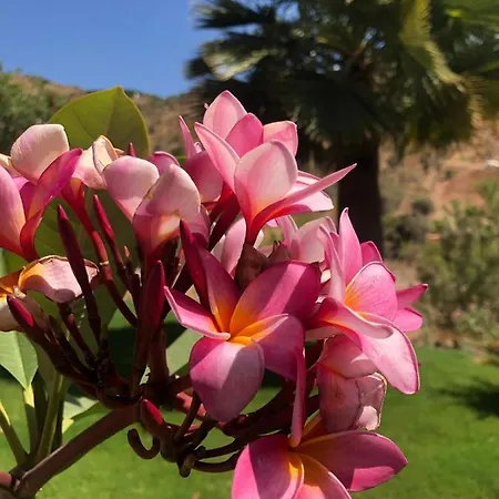 Hierbas 4*